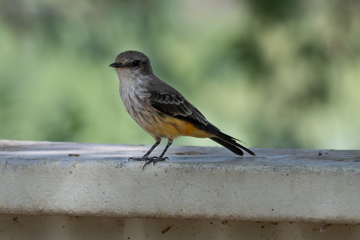 Vermilion Flycatcher - ML641808952