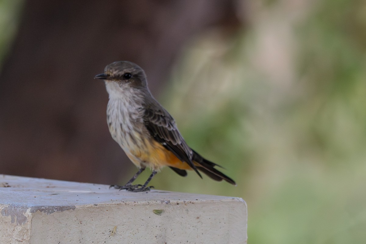 Vermilion Flycatcher - ML641808953