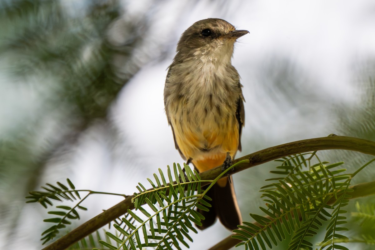 Vermilion Flycatcher - ML641808954