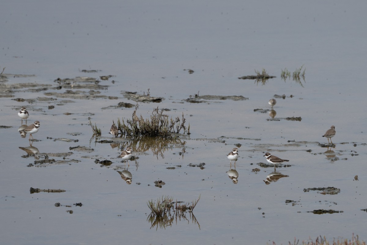 Semipalmated Plover - ML641808964