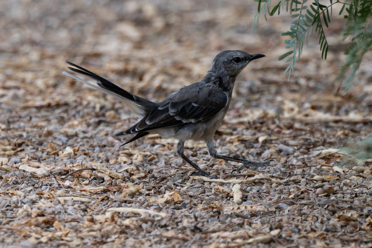 Northern Mockingbird - ML641808966
