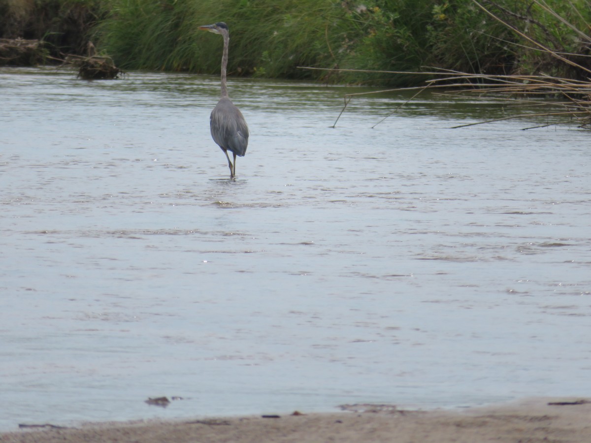 Great Blue Heron - ML641808975