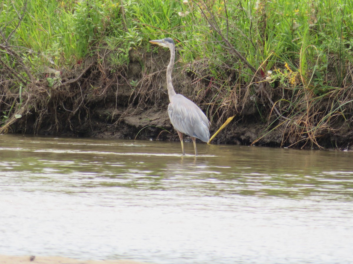 Great Blue Heron - ML641808976