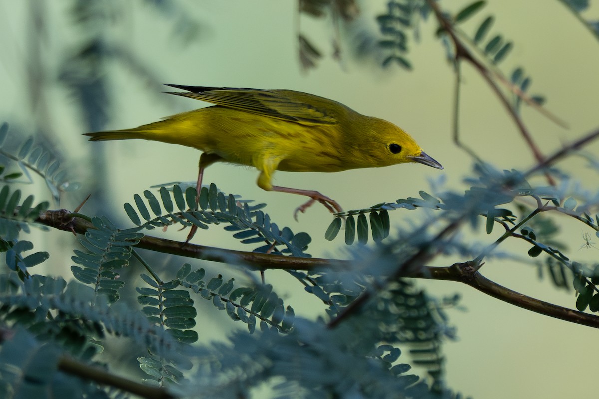 Yellow Warbler - ML641809004