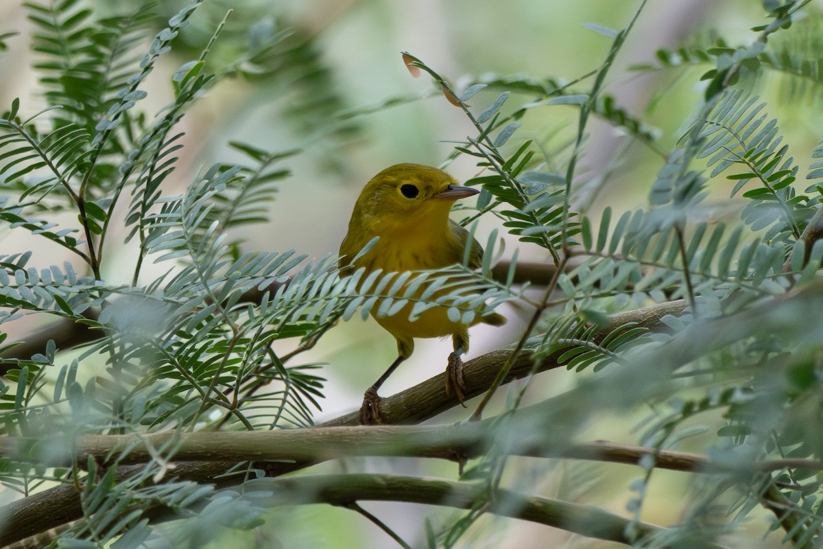 Yellow Warbler - ML641809005