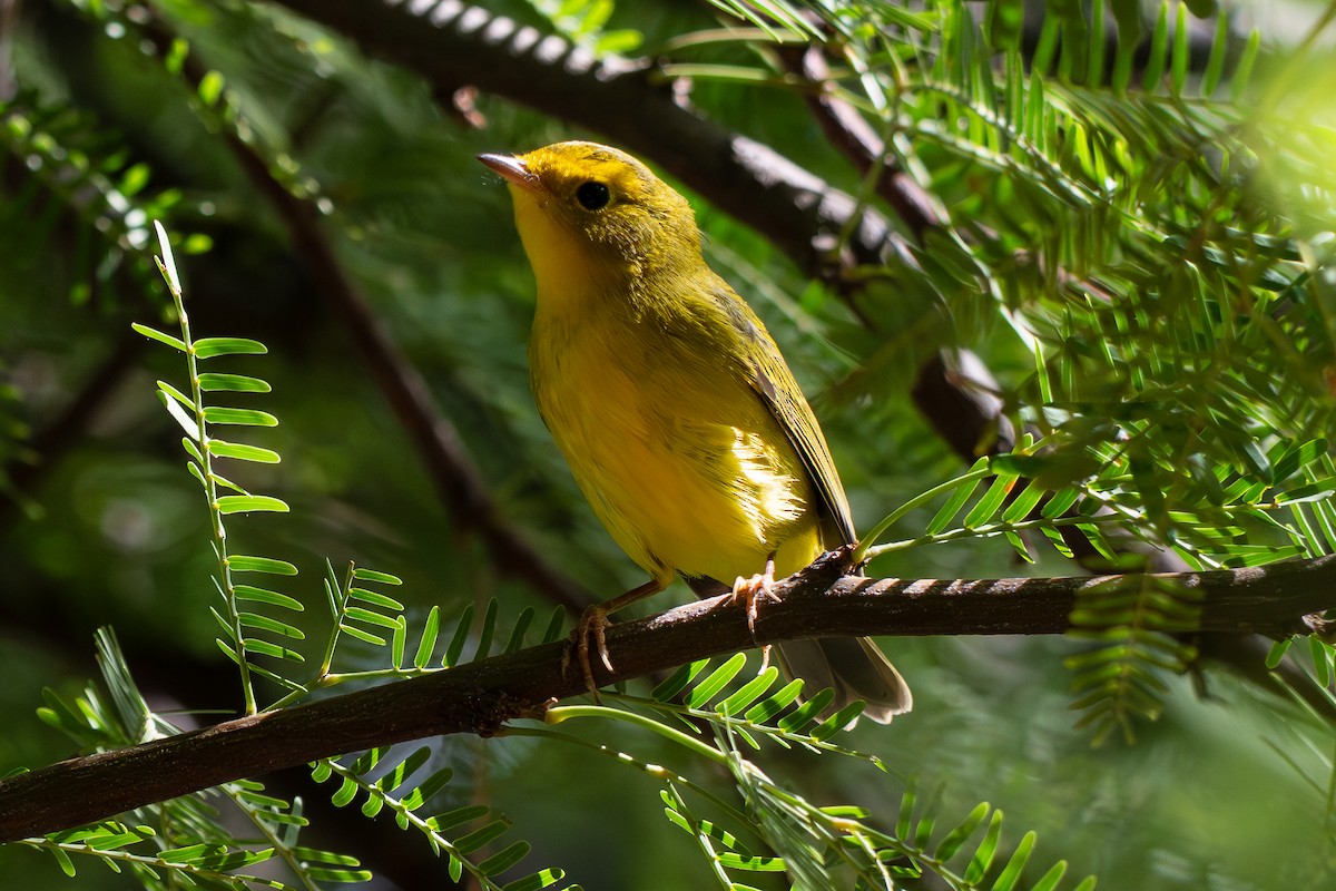 Wilson's Warbler - ML641809006