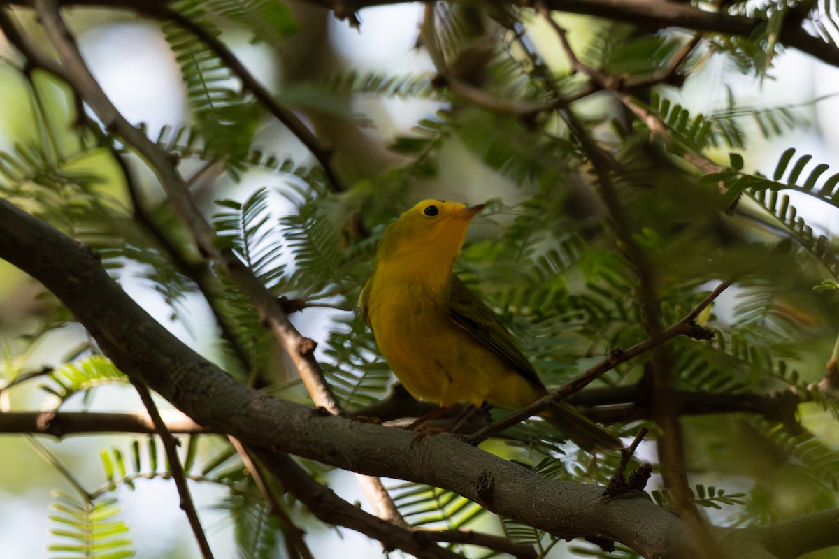 Wilson's Warbler - ML641809007