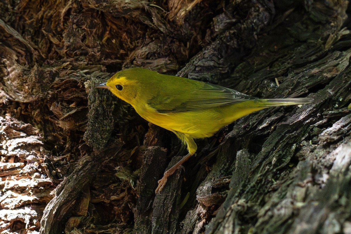 Yellow Warbler - ML641809008