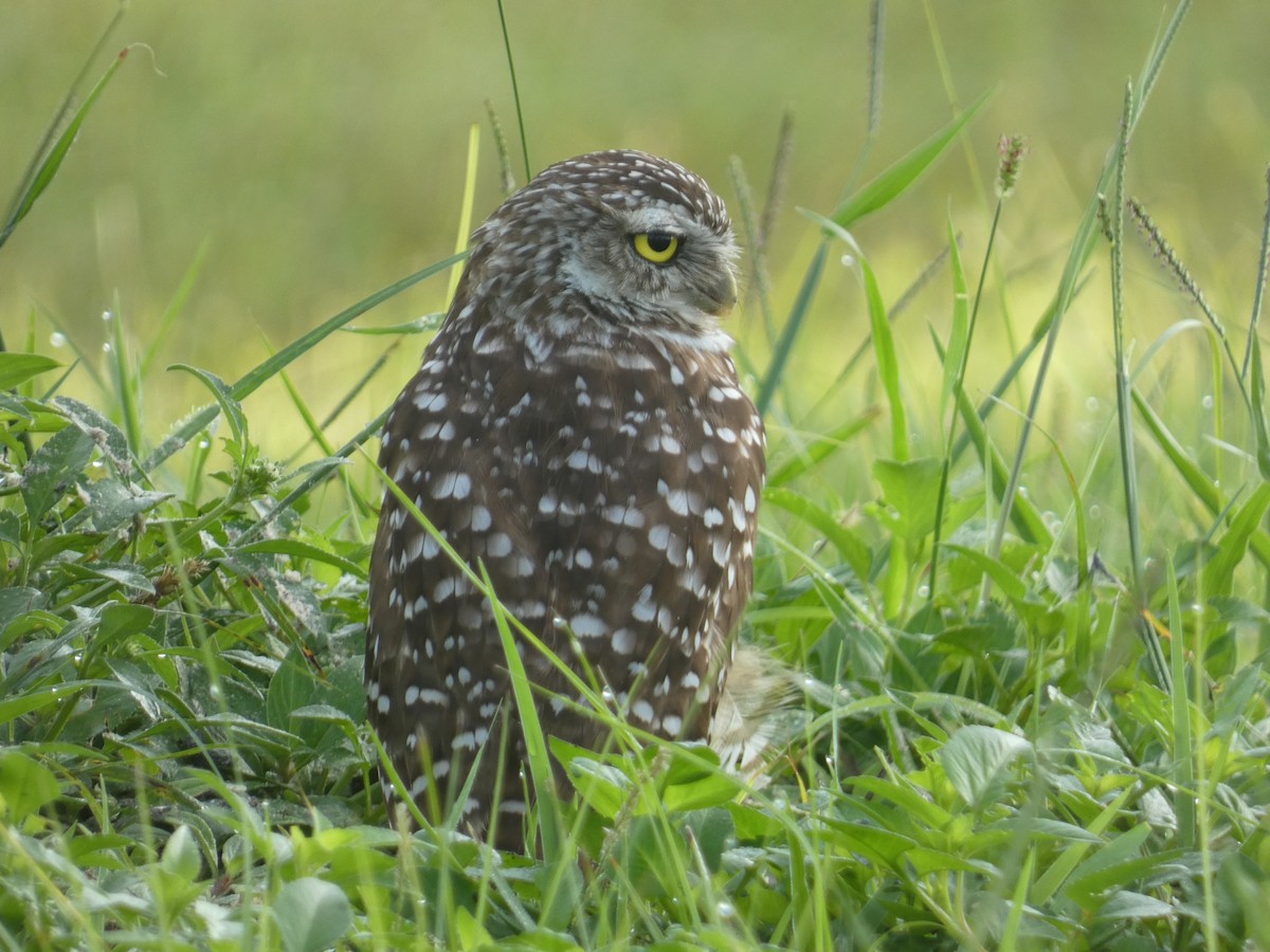 Burrowing Owl - ML641809035