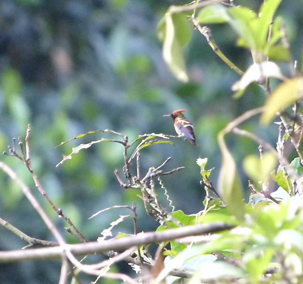 Tufted Coquette - ML641809042