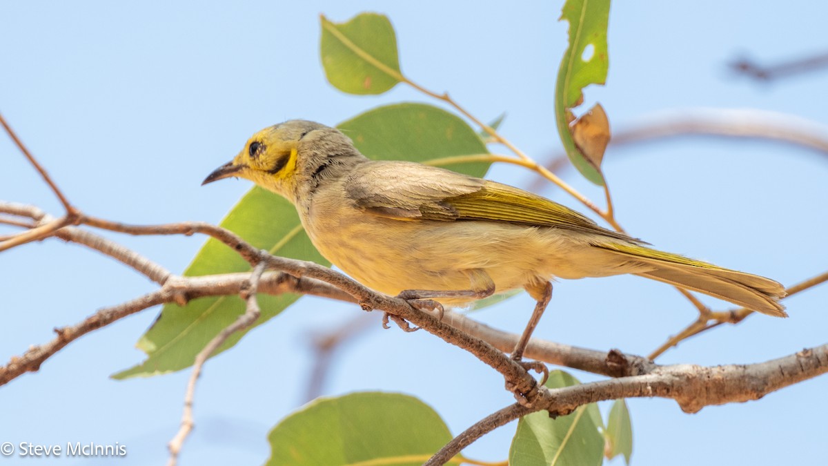 Yellow-tinted Honeyeater - ML641809043