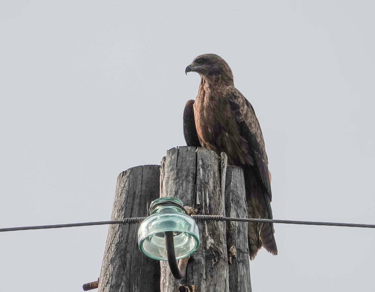 Black Kite (Black-eared) - ML641809047