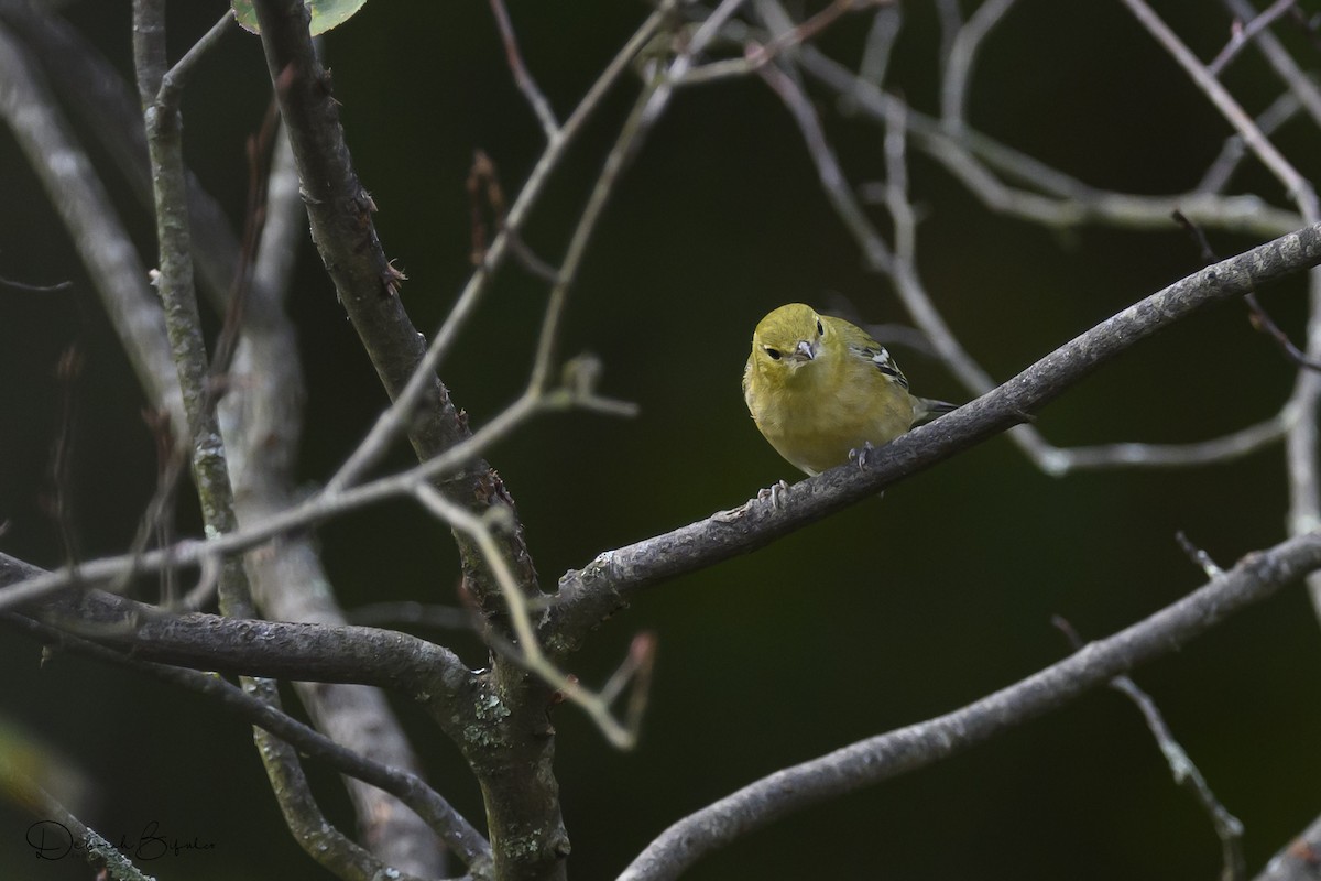 Bay-breasted Warbler - ML641809056