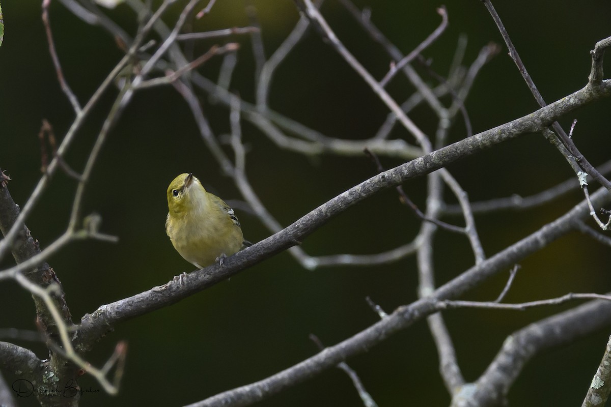 Bay-breasted Warbler - ML641809057
