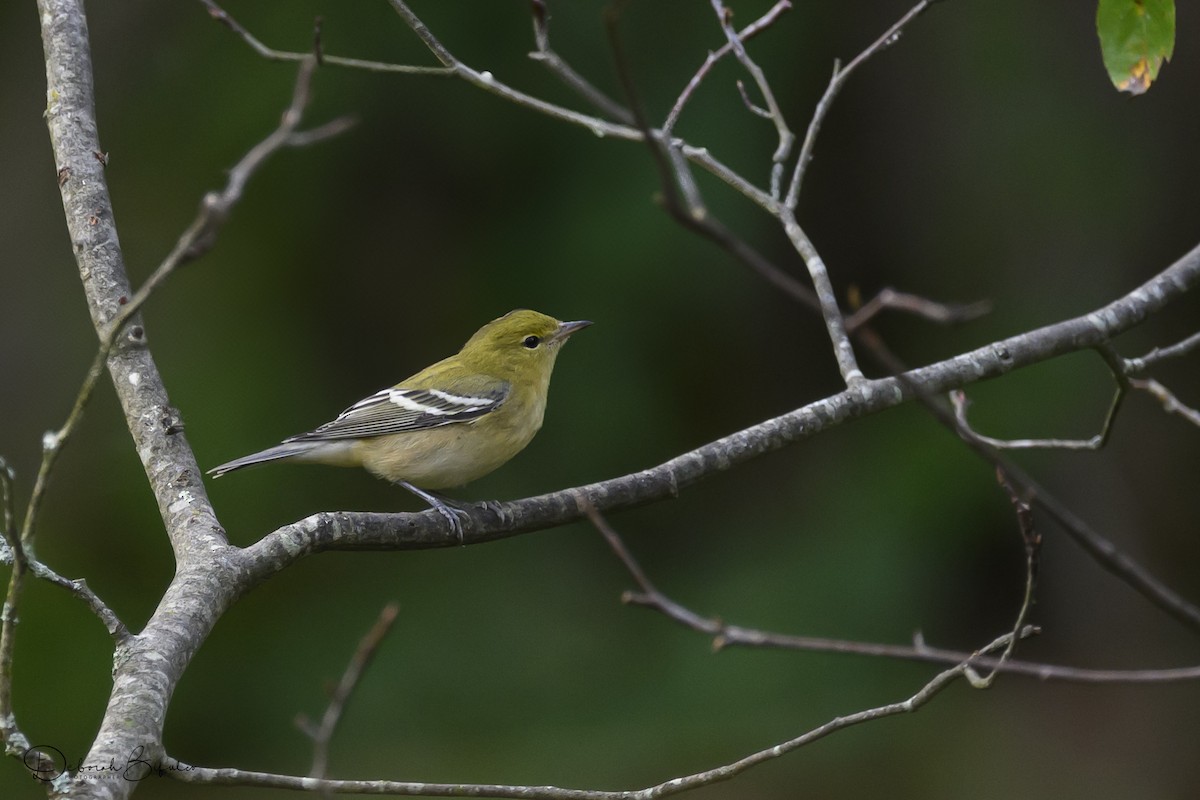 Bay-breasted Warbler - ML641809058