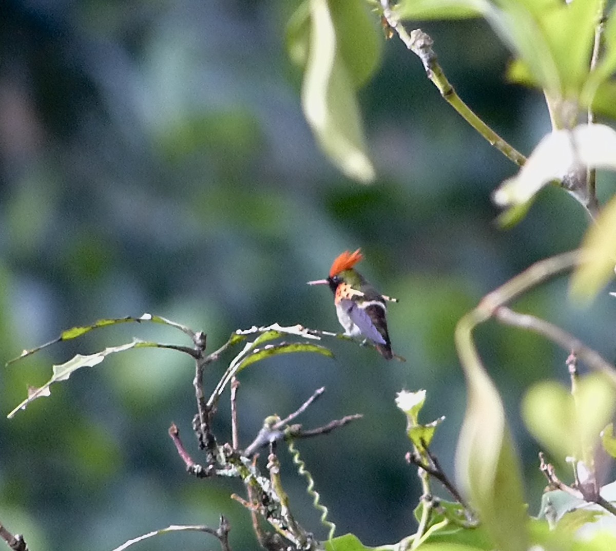 Tufted Coquette - ML641809097