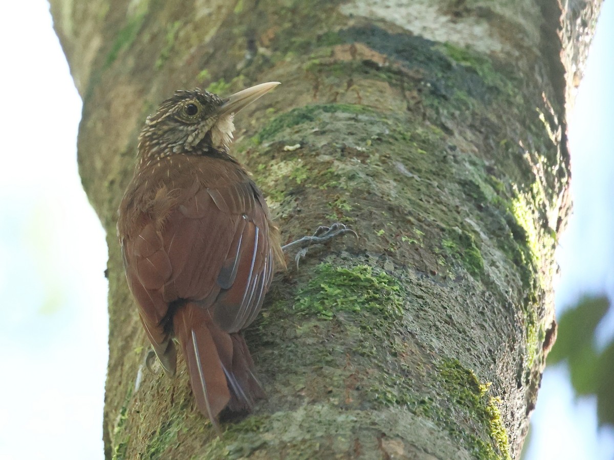 Zimmer's Woodcreeper - ML641809135
