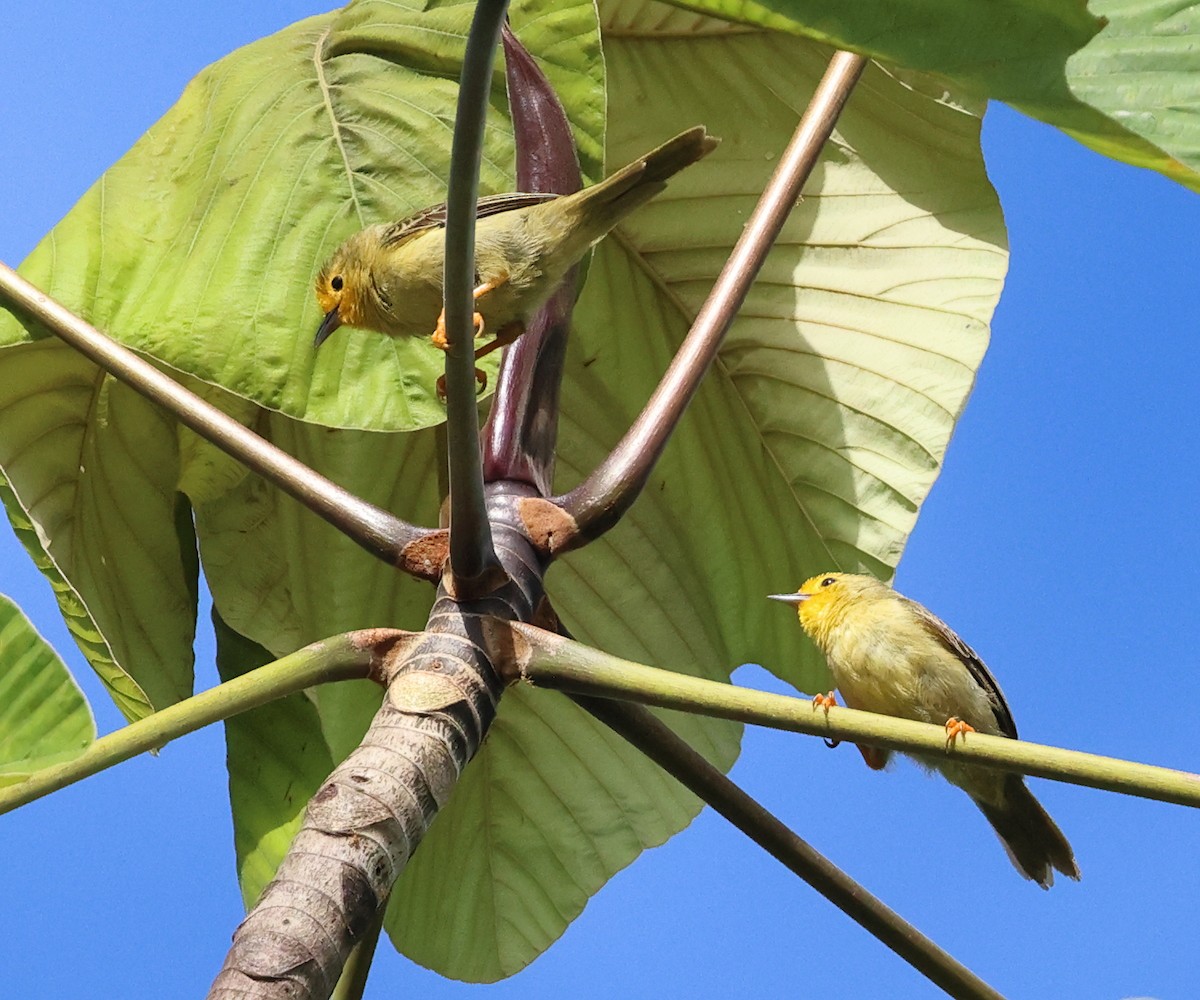 Orange-fronted Plushcrown - ML641809147