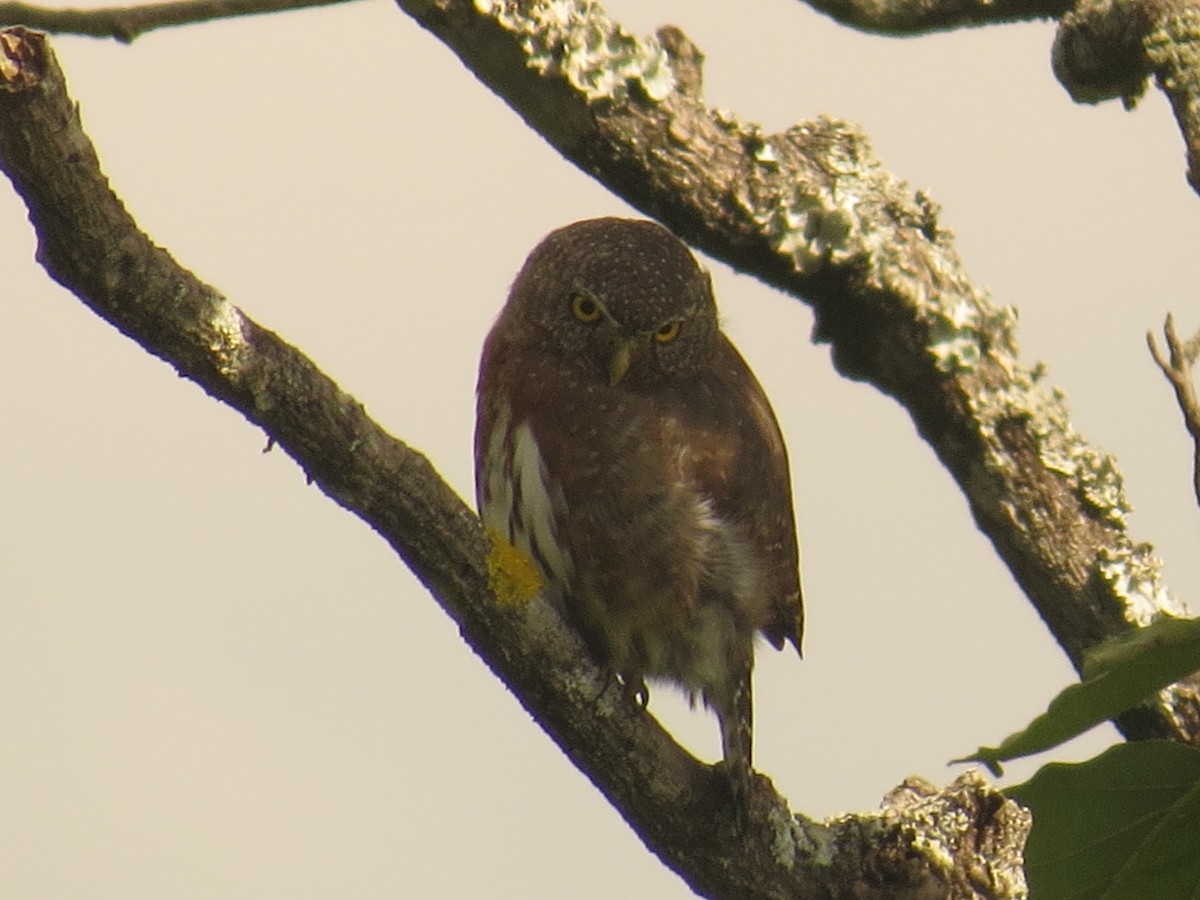 Northern Pygmy-Owl - ML641809150