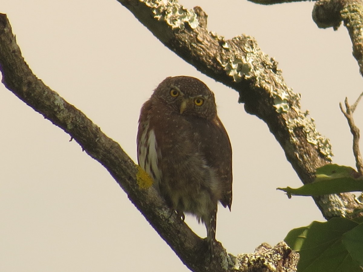 Northern Pygmy-Owl - ML641809151