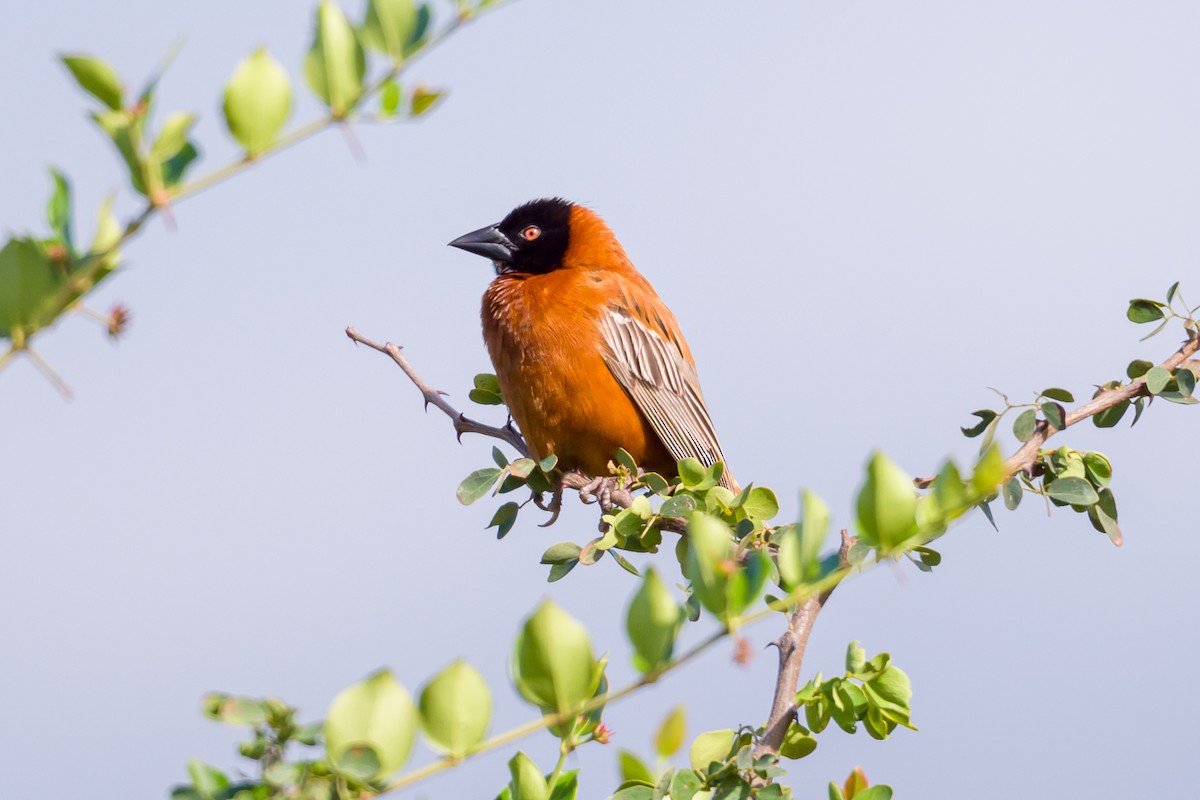 Chestnut Weaver - ML641809159