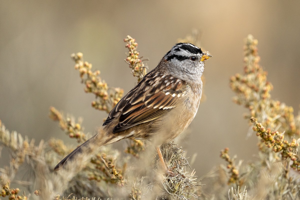 White-crowned Sparrow - ML641809162