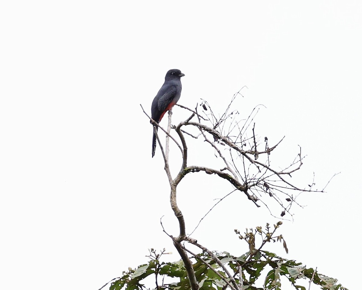 Blue-crowned Trogon - ML641809164