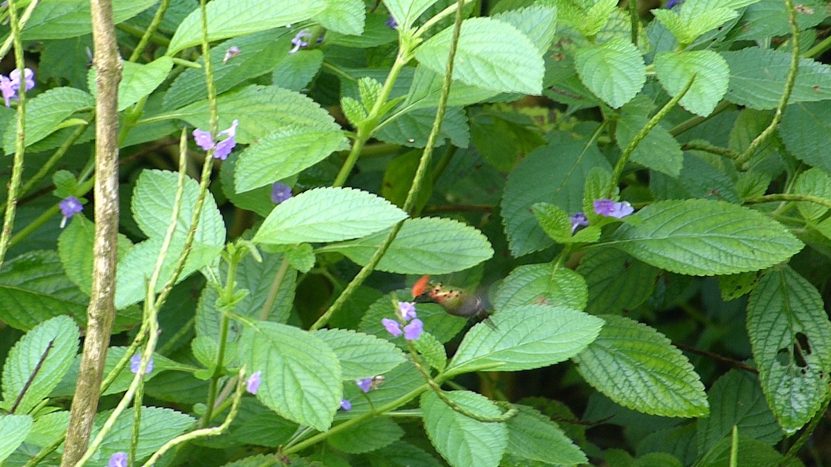 Tufted Coquette - ML641809176