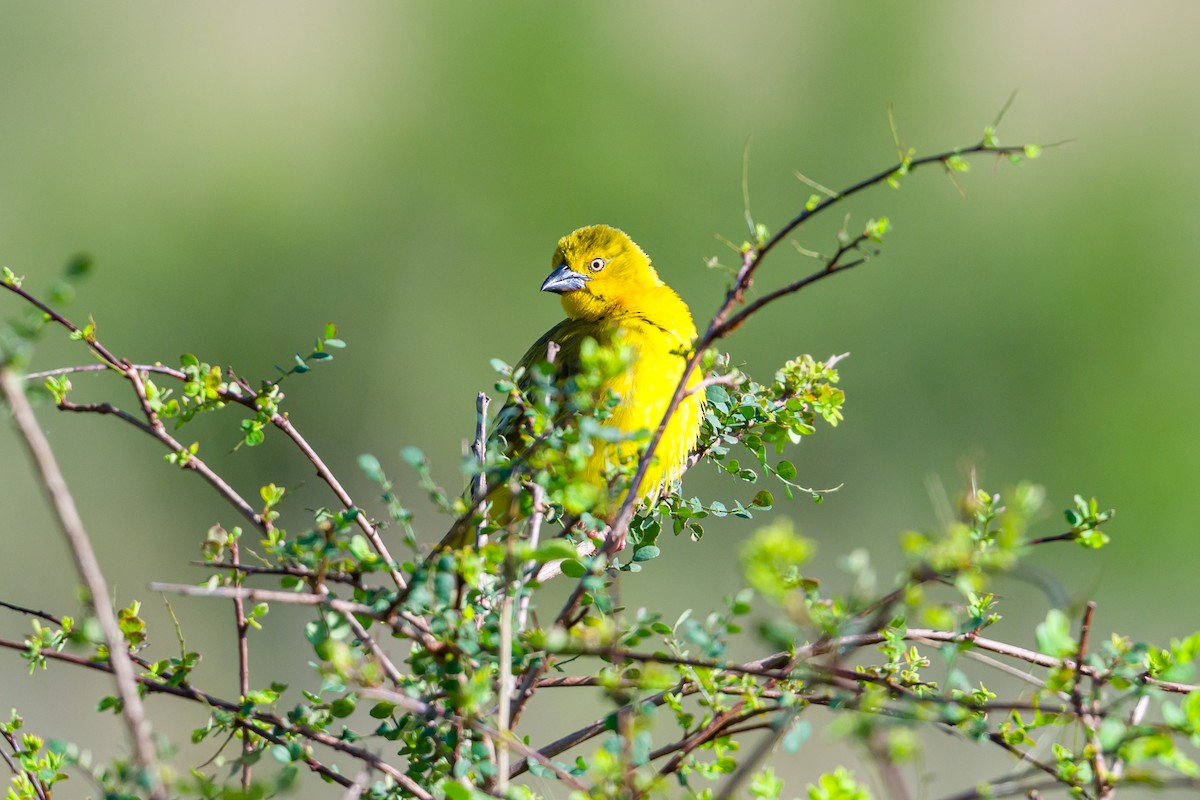 Holub's Golden-Weaver - ML641809187