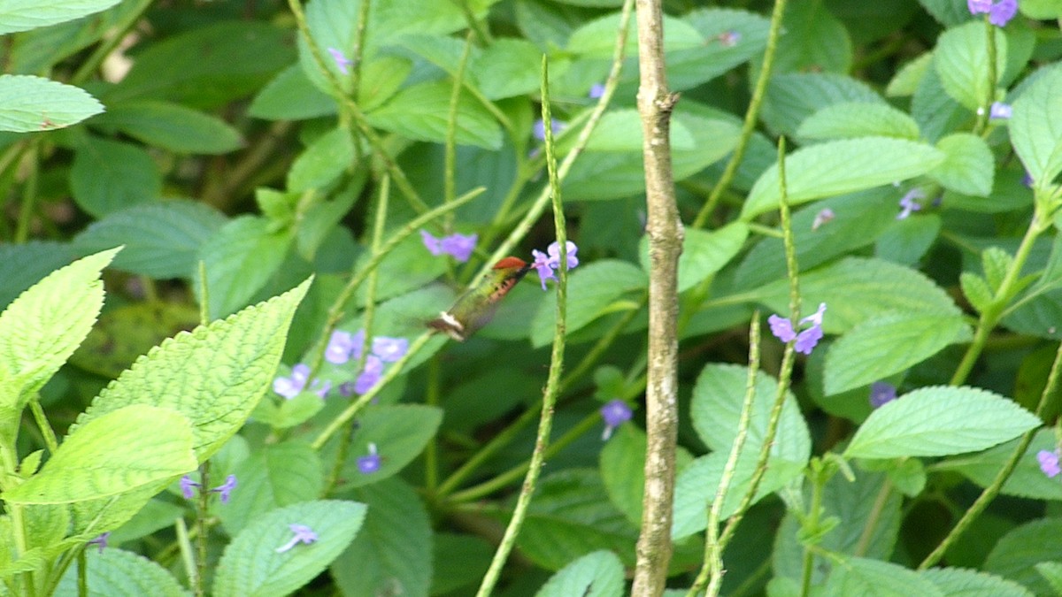 Tufted Coquette - ML641809190