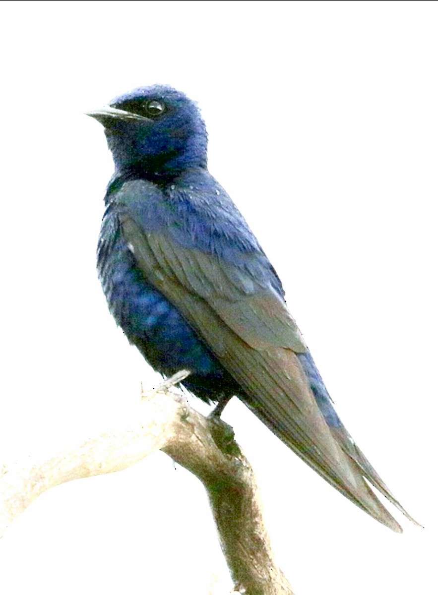 Hirondelle noire (hesperia) - ML641809217