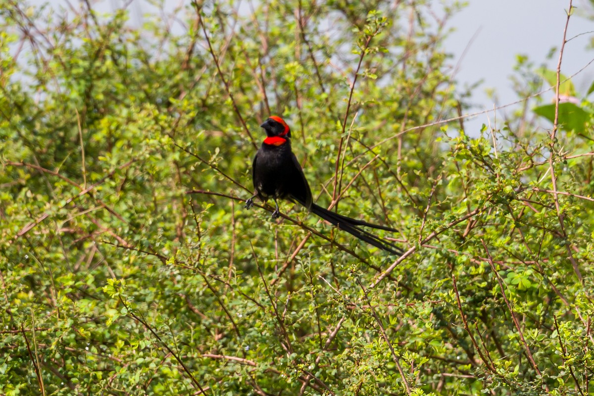 Red-cowled Widowbird - ML641809226