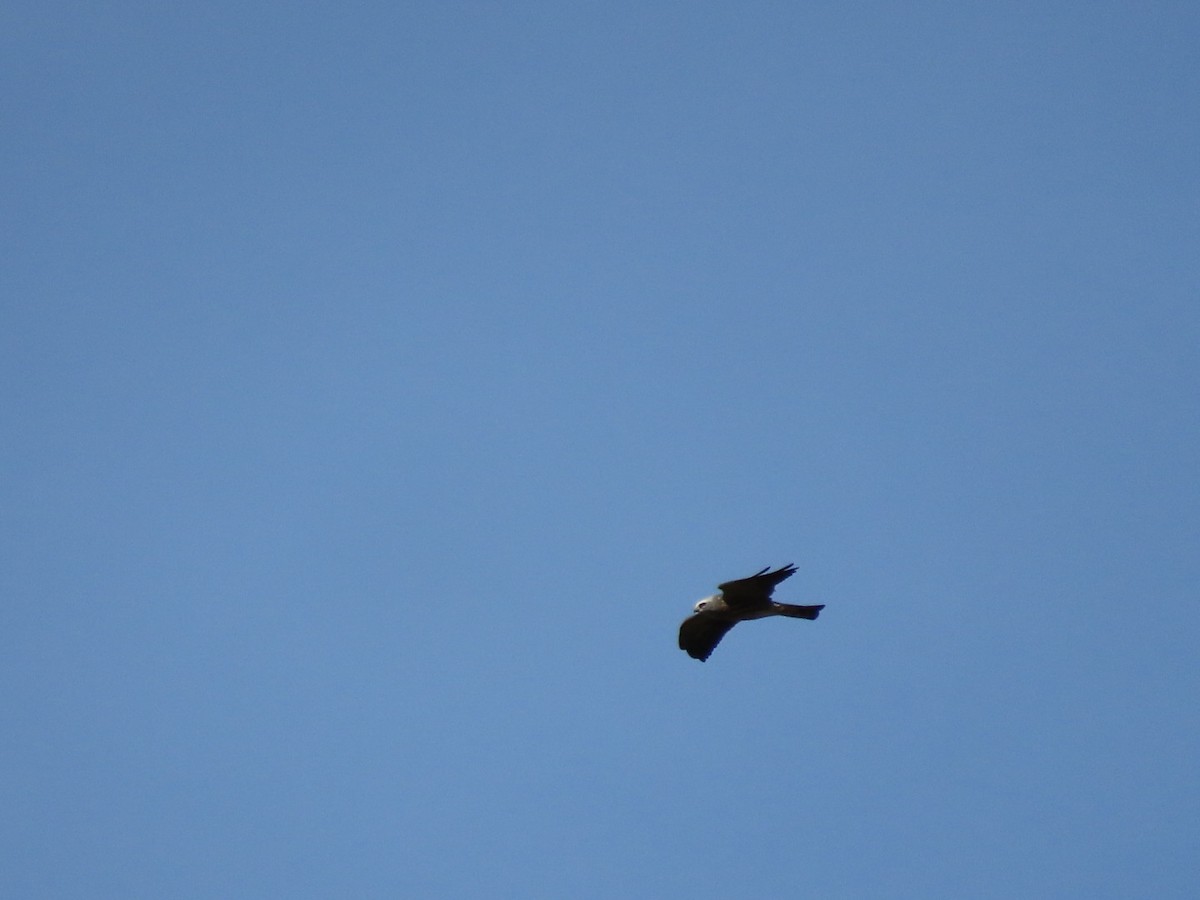 Mississippi Kite - ML641809248