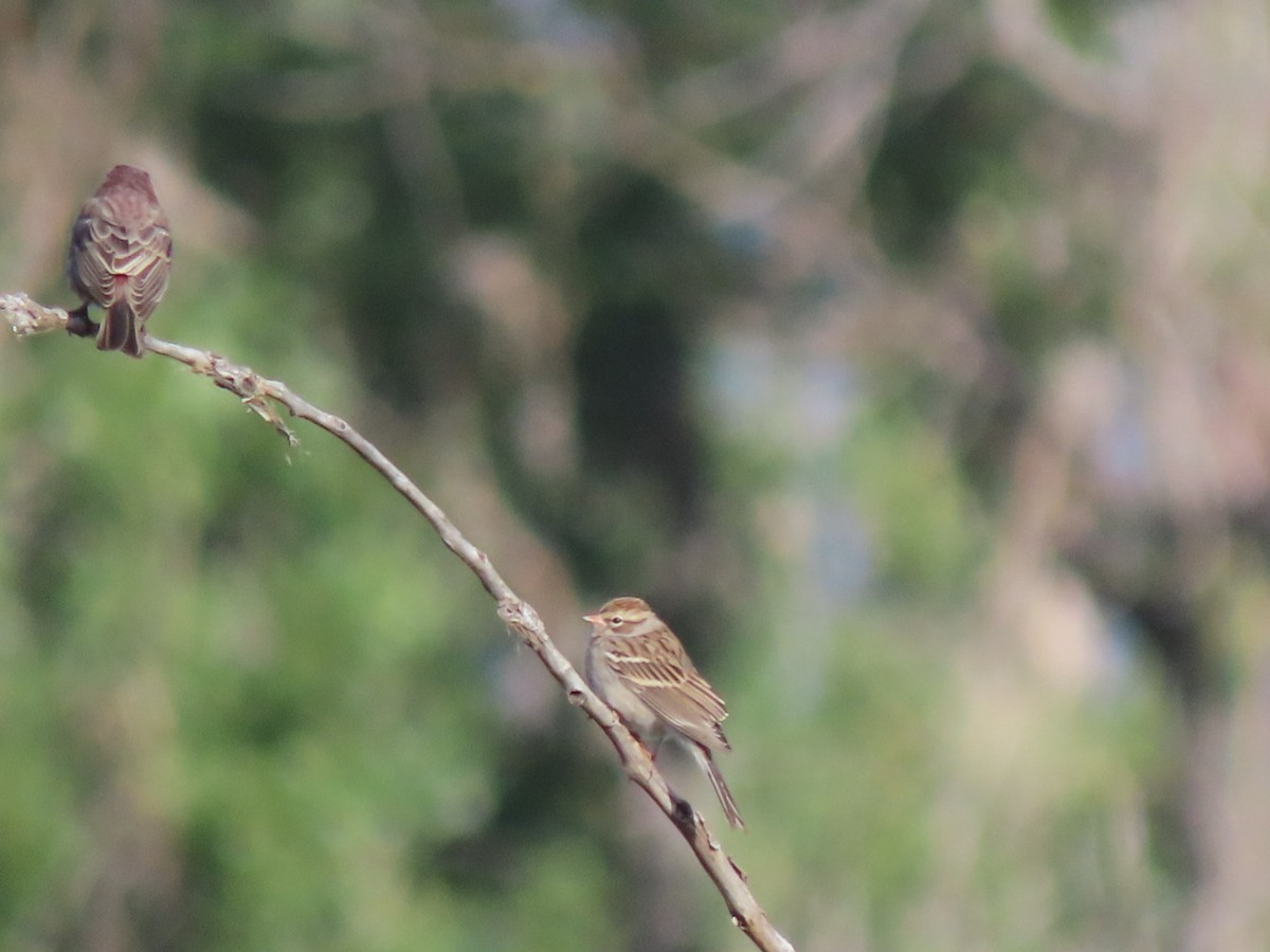 Chipping Sparrow - ML641809258