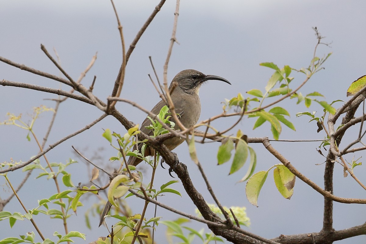 California Thrasher - ML641809262