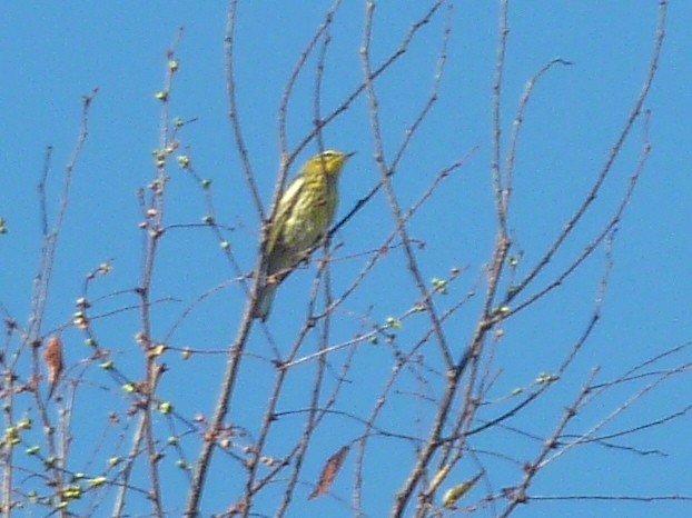 Cape May Warbler - ML641809272