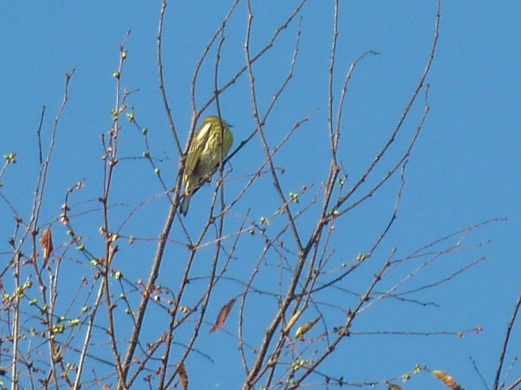 Cape May Warbler - ML641809273