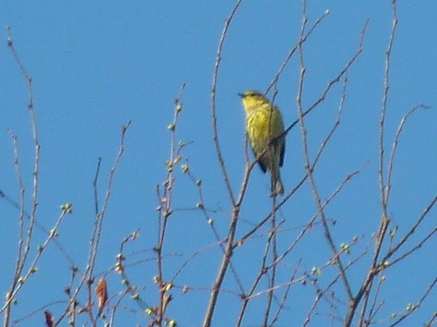 Cape May Warbler - ML641809274