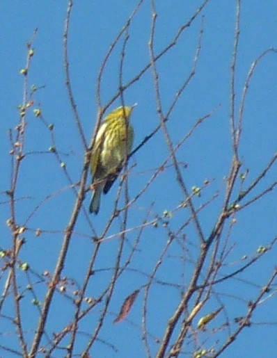 Cape May Warbler - ML641809275