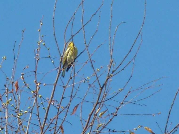 Cape May Warbler - ML641809276