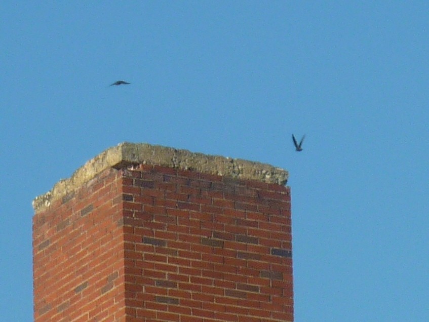 Chimney Swift - ML641809278