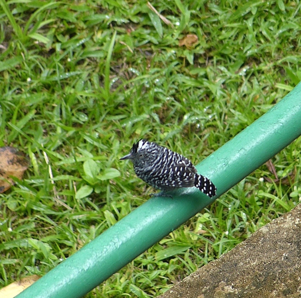 Barred Antshrike - ML641809284