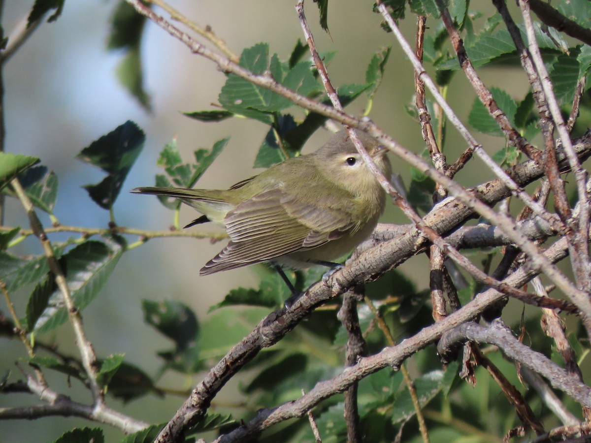 Warbling Vireo - ML641809287
