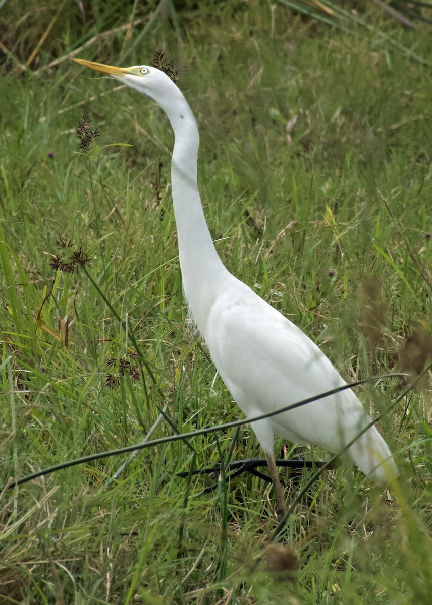 Yellow-billed Egret - ML641809292