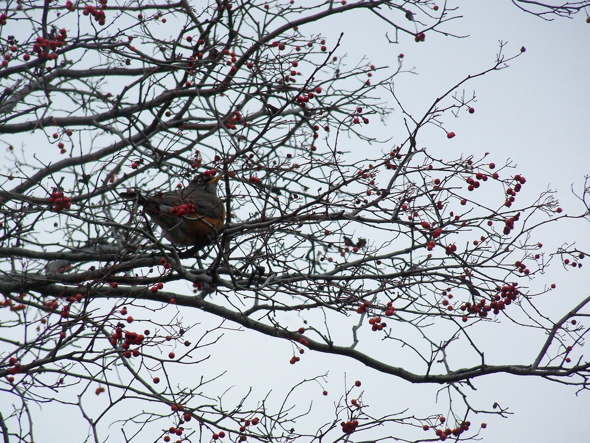 American Robin - ML641809300