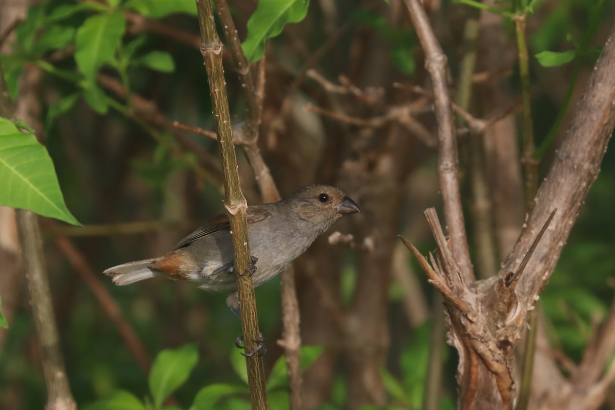 Lesser Antillean Bullfinch - ML641809301