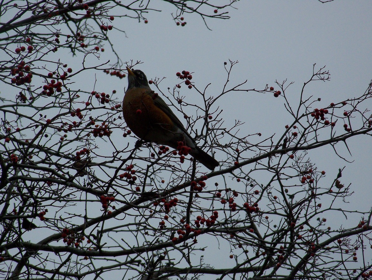 American Robin - ML641809310