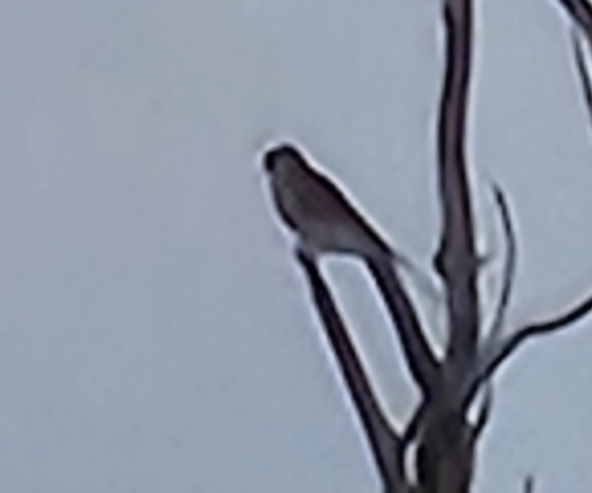 Smeriglio - ML641809327