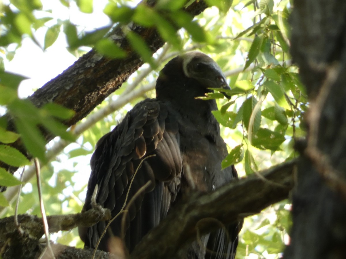 Turkey Vulture - ML641809330