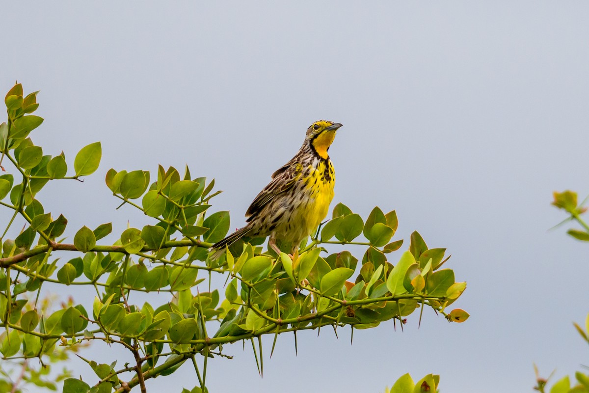 Yellow-throated Longclaw - ML641809334